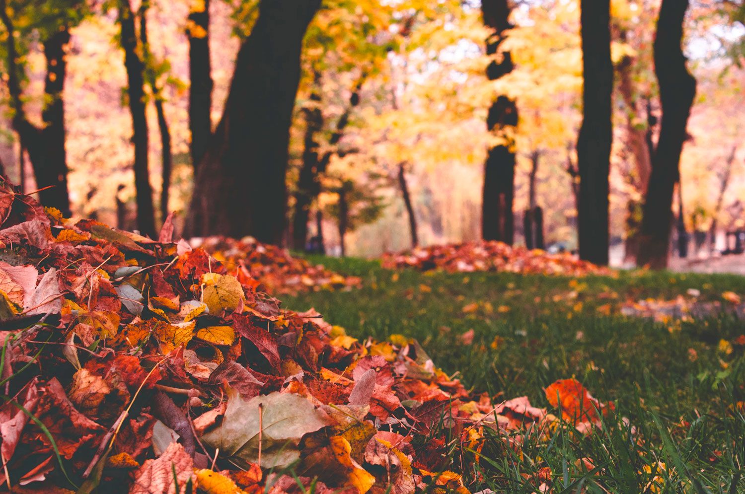 Fall Leaf Cleanup Services Fall Leaf Cleanup Services