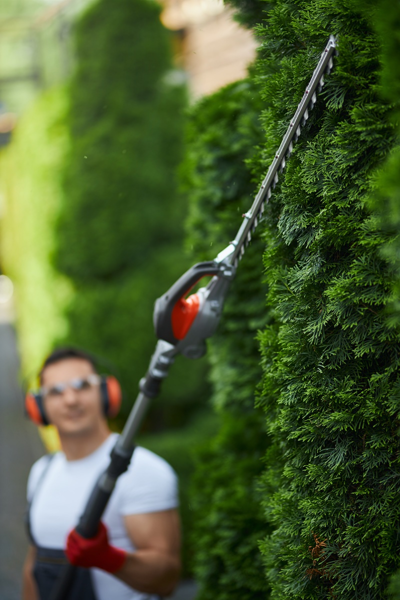 Hedge Trimming hedge trimming and pruning