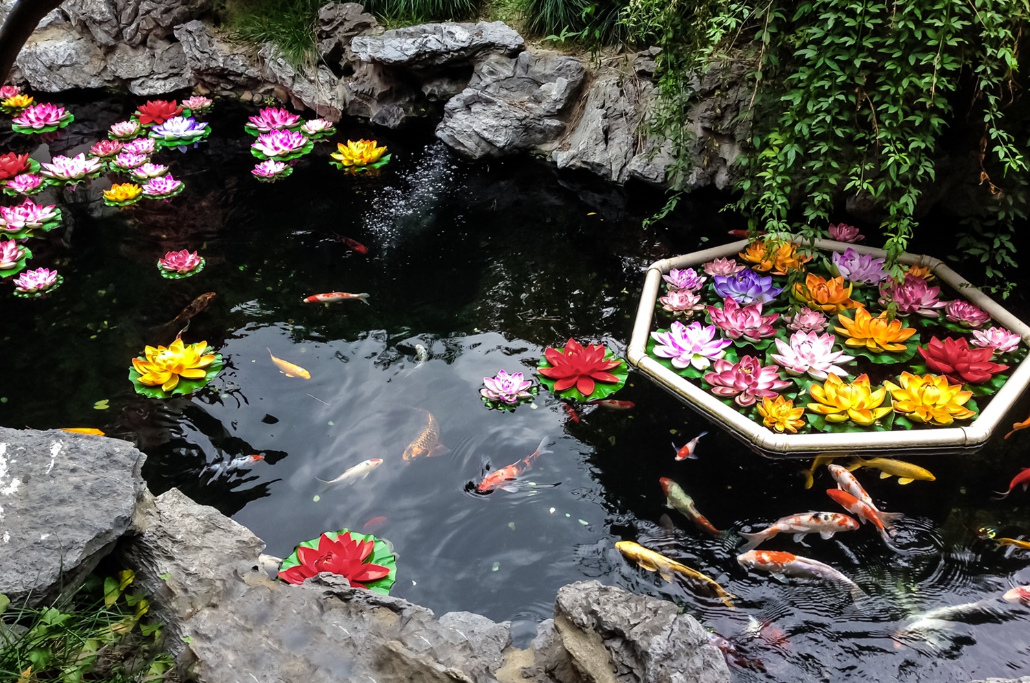 Koi fish pond maintenance Koi Pond Maintenance