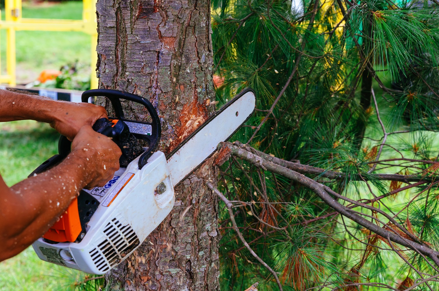 Tree Limb Trimming tree limb trimming and pruning