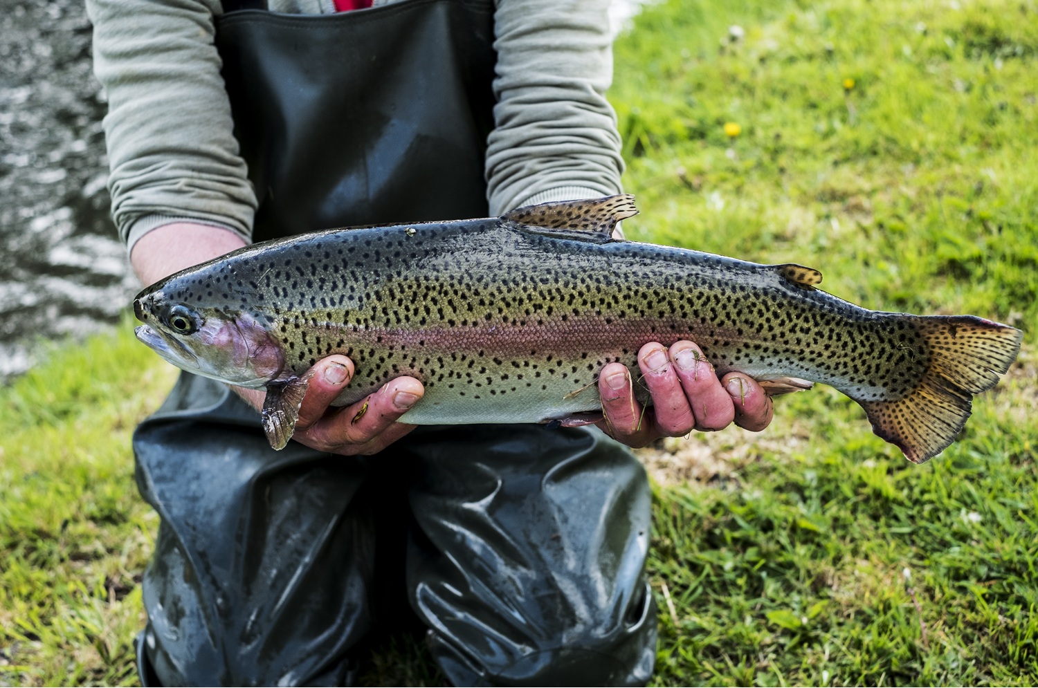 Trout Pond Stocking Pond Stocking